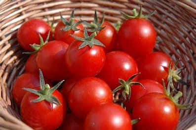 Tomato 10 KG