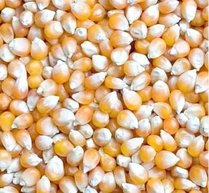 Maize