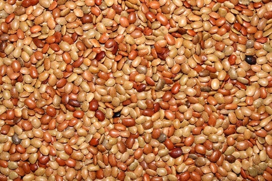 Horse Gram - Kulthi Bean