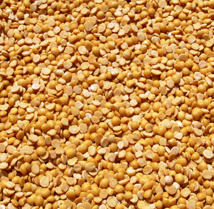 Red Gram/ Pigeonpea /Arhar/Tur