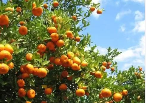 Orange Squash ( Pahadi Malta)