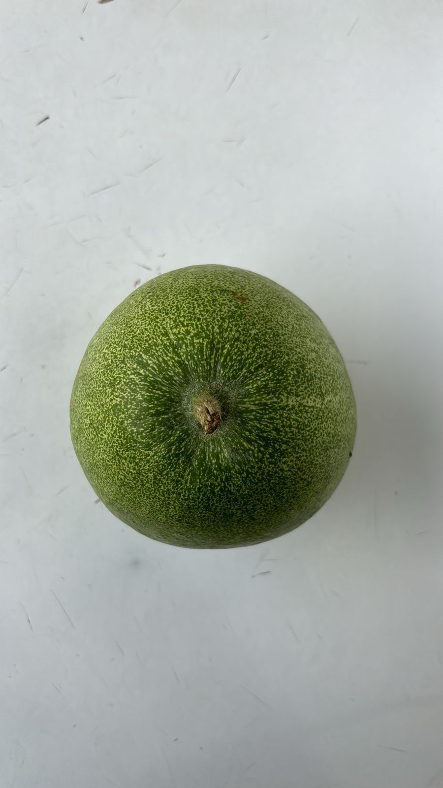 Ash Gourd