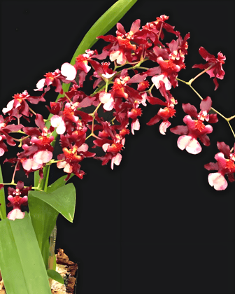 Divine Blossoms Imported Plant of Oncidium Orchid Hybrid Jairak Fragance Without Flowers for Home Gardening, Balcony & Indoor & Outdoor Gardening (Oncidium Orchids Plants)