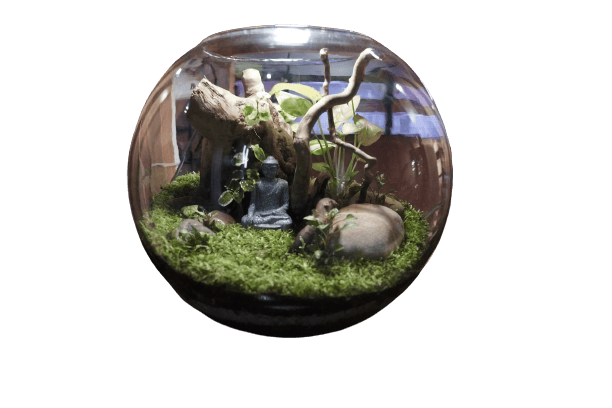 Buddha Dhyanam Terrarium