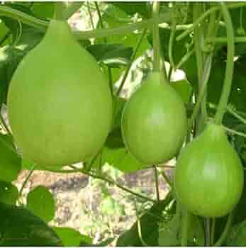 NSC Bottle gourd Pusa Santusti T/L Seed