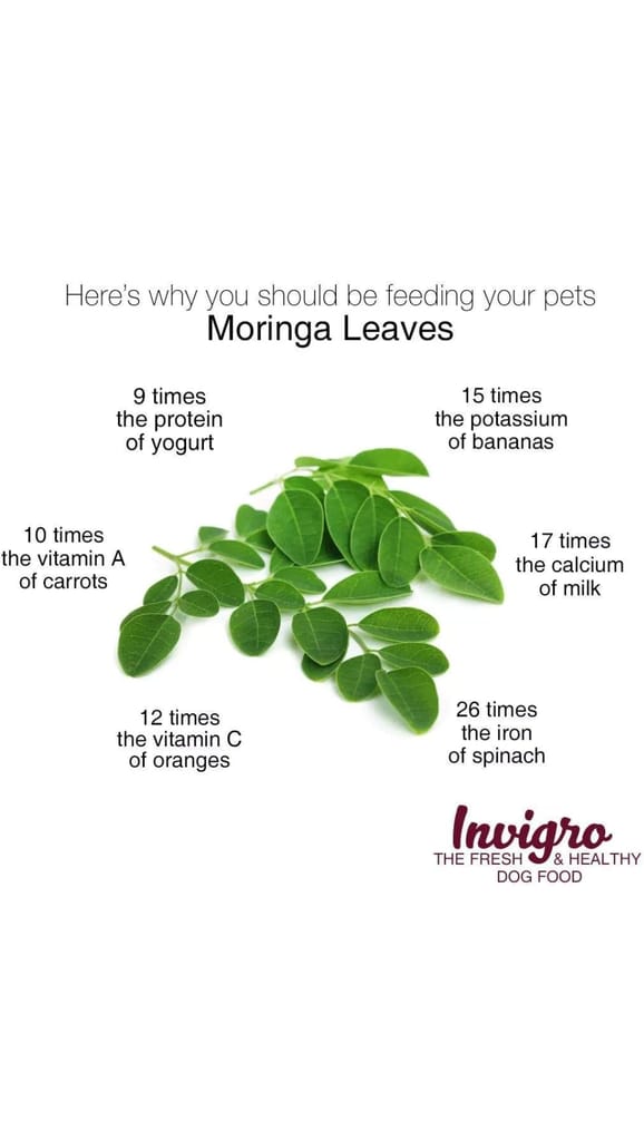 INVIGRO - Premium Non-Vegetarian Fish Meat Dry Dog Food (20 KG)