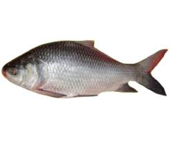 Catla