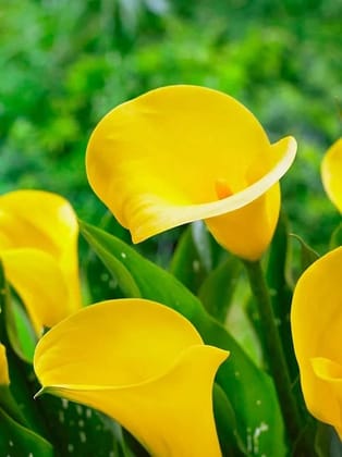 Biocarve Calla Lily Flower Bulbs Plant Live for Home Gardening Pack Of 3 Bulbs Biocarve Calla Lily Flower Bulbs Plant Live for Home Gardening Pack Of 3 Bulbs