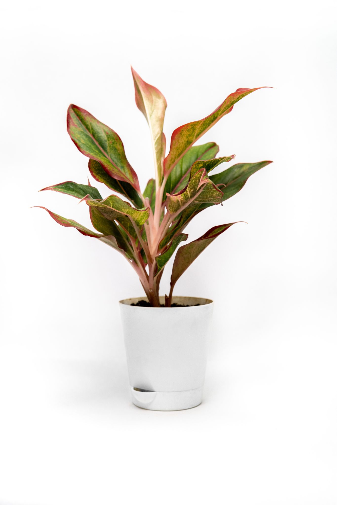 NSC Aglaonema plant (Lipstick plant)