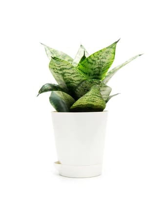 NSC Snake Plant