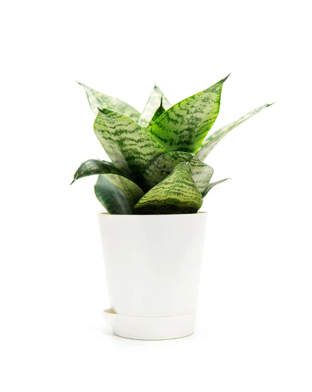 NSC Snake Plant