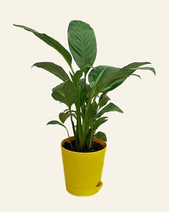 NSC Peace Lily Plant