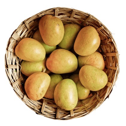 Authentic Ratnagiri Alphonso Mango – 1 Dozen(2.5 Kg -3 Kg)