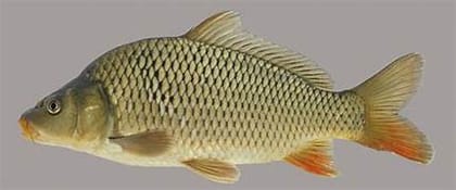 Fresh Common Carp Fish 5kg