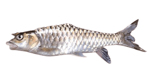 Dried Kotri Fish ( Mahseer)