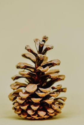 CD Craft Pine cone (Set of 5) || Natural Pine Cone procured from the pine trees
