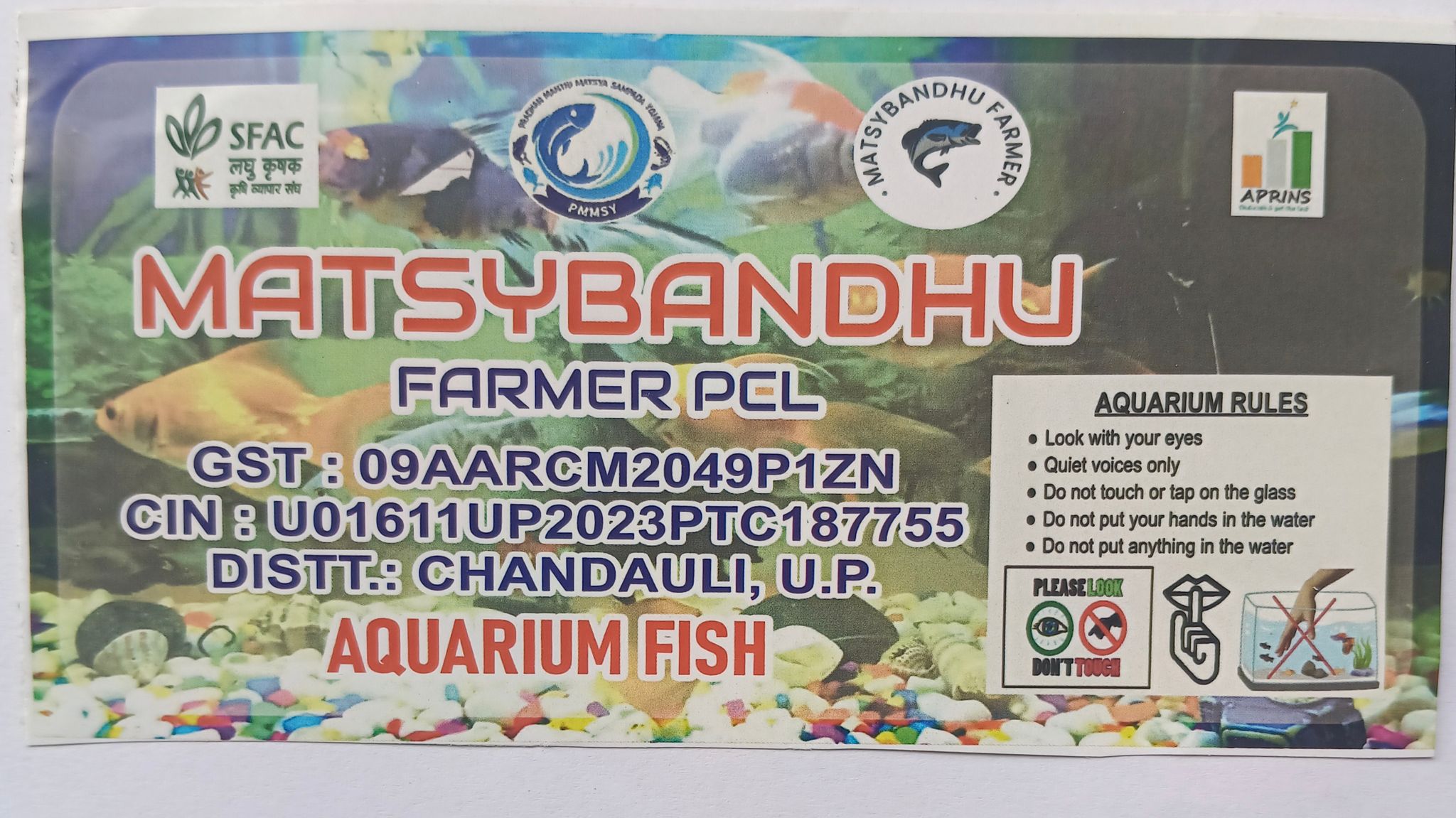 Goldfish (Coloured Aquarium Freshwater Fish)