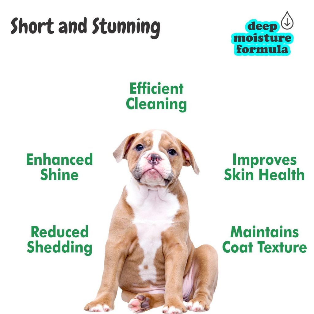 Bscly Short Shine Dog Shampoo 500ml | Enriched with Aloe Vera & Jojoba Oil | Moisturizes & Heals Skin | Suitable for Pomeranians to Golden Retrievers