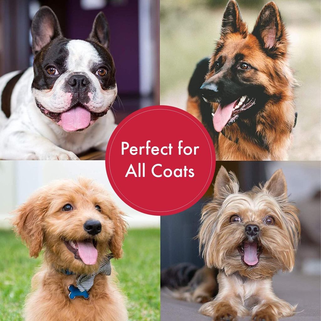 Bscly Anti Dandruff Dog Shampoo with Activated Charcoal & Aloe | Dog Shampoo for Pomeranian, Shih tzu Puppy, German Shepherd, Labrador & Golden Retriever, Dogs Shampoo - 200ml