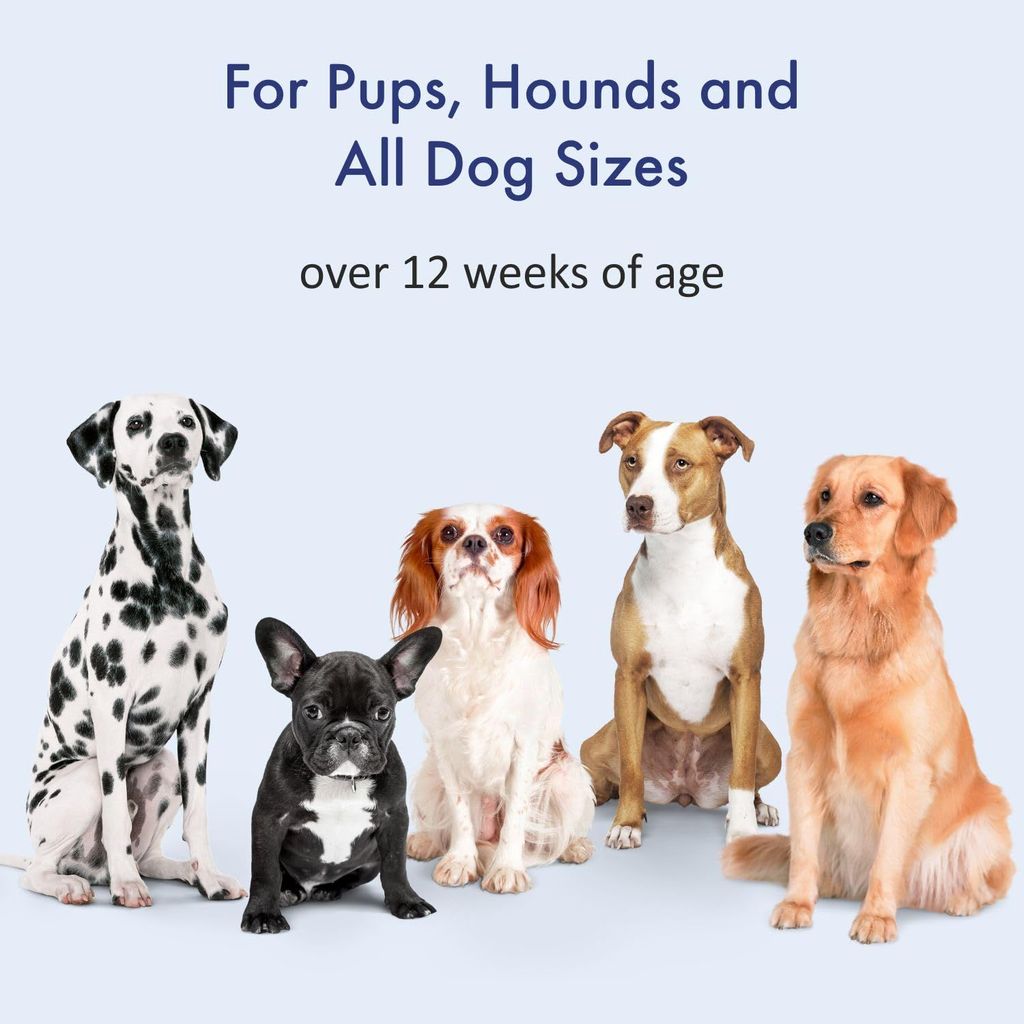 Bscly Tick & Flea Dog Shampoo with Eucalyptus & Lemongrass | Dog Shampoo for Pomeranian, Shih tzu Puppy, German Shepherd, Labrador & Golden Retriever, Dogs Shampoo | 200ml