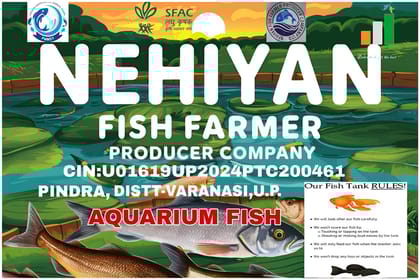 Goldfish (Coloured Aquarium Freshwater Fish)