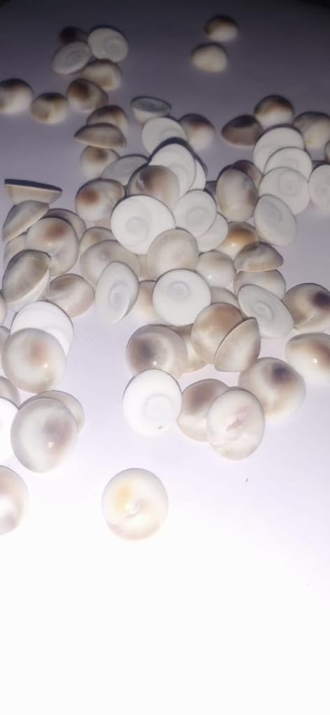 Best Quality Prosperity & Good Fortune 21 Authentic Gomati Chakra Pieces for Diwali Puja and Financial Growth