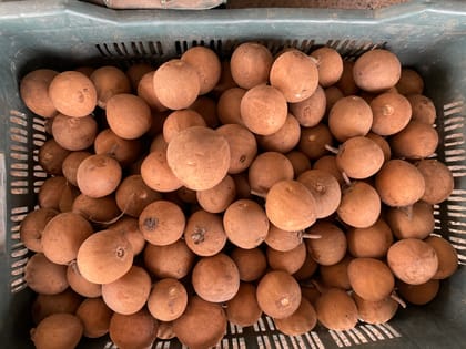 Organic Sapota Chiku