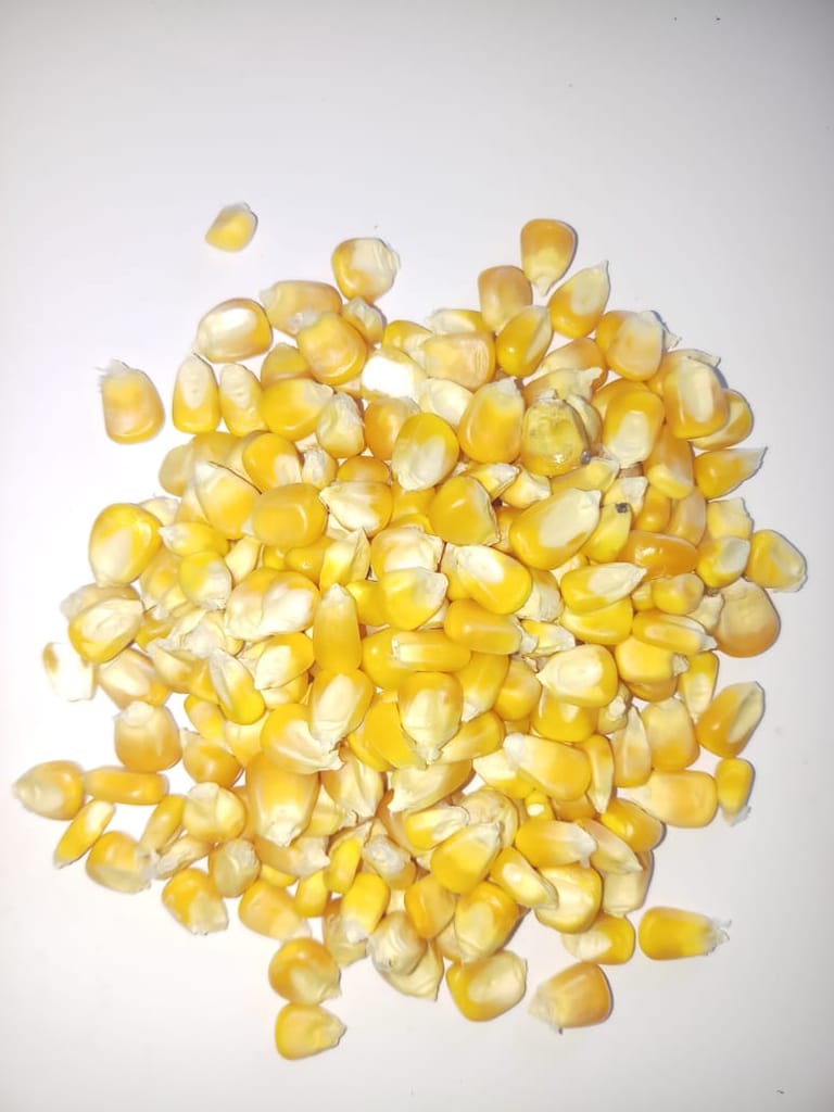 Maize Corn (Whole)