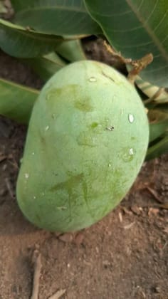 Raw mango