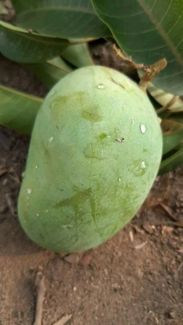 Raw mango