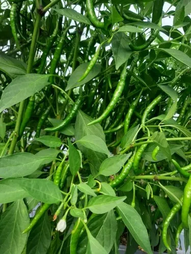 Fresh Chilli Green