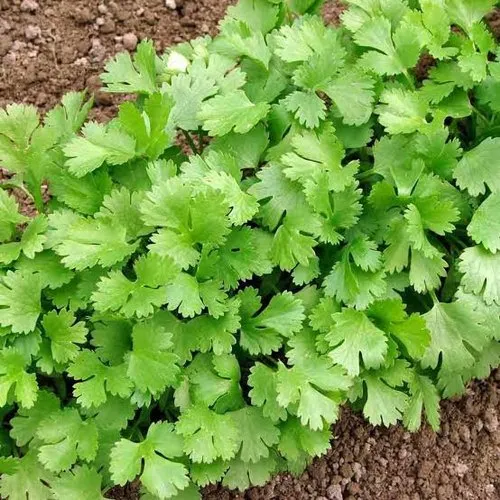 fresh green coriander
