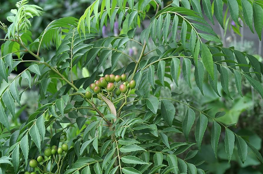 Curry tree (मीठा नीम)