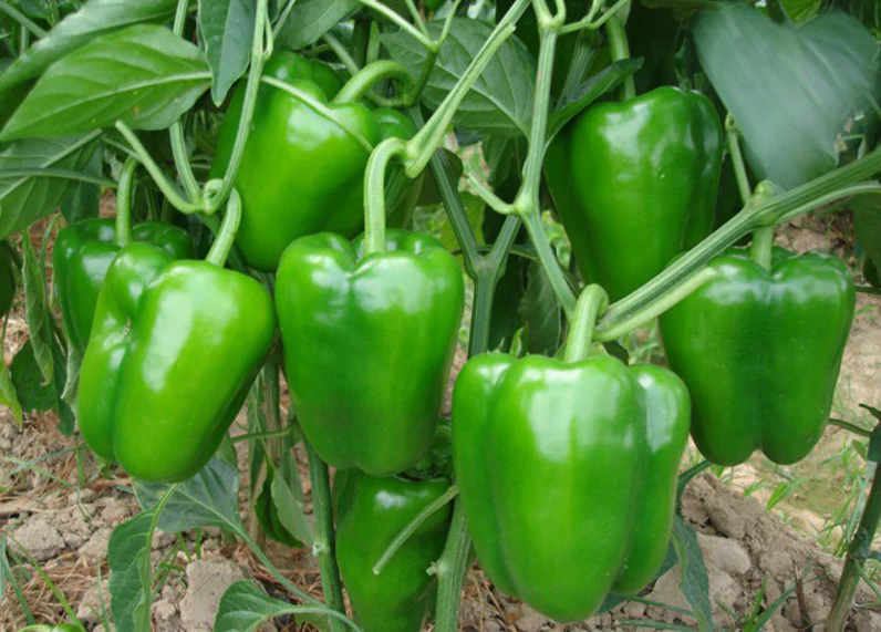 Fresh Capsicum Green