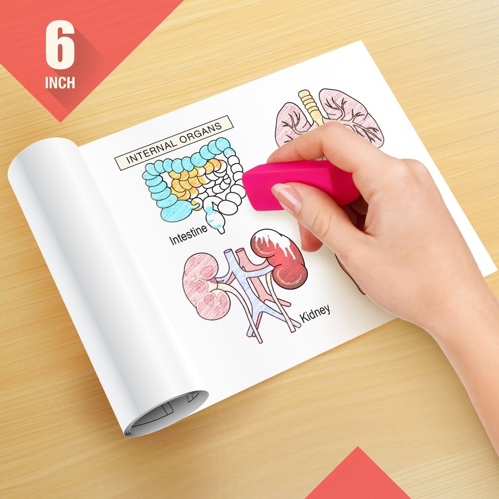 Know your Body Reusable Wall Colouring Roll - Augmented Reality Learning (6 Inches)