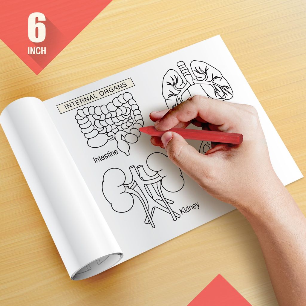 Know your Body Reusable Wall Colouring Roll - Augmented Reality Learning (6 Inches)