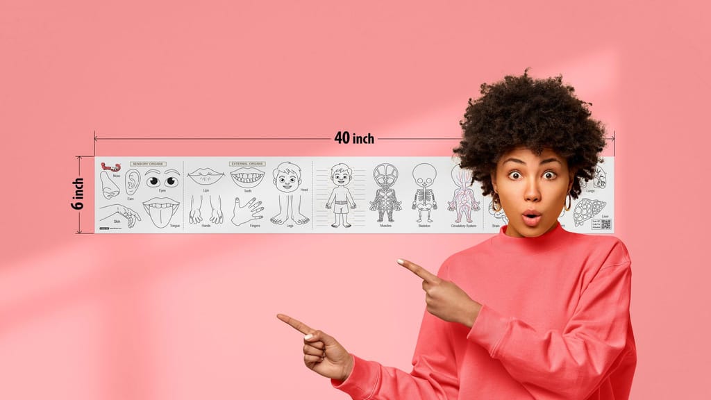 Know your Body Reusable Wall Colouring Roll - Augmented Reality Learning (6 Inches)