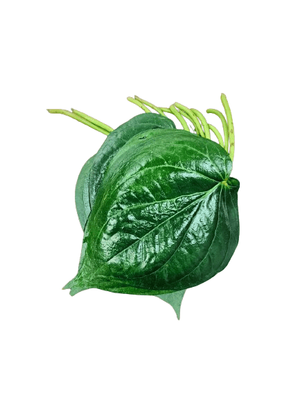 Betel leaf or&nbsp;paan leaf