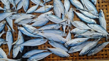 Dry Fish