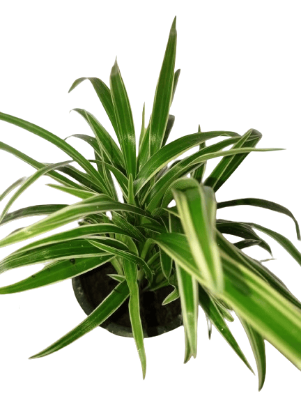 Spider Plant