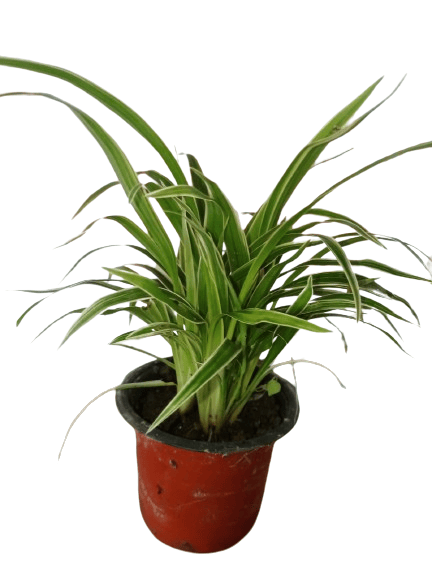 Spider Plant