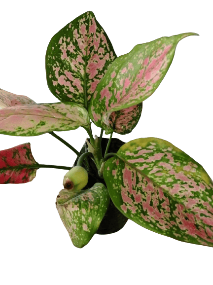 Aglaonema Lady Valentine