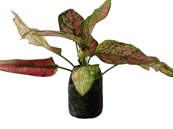 Aglaonema Lady Valentine