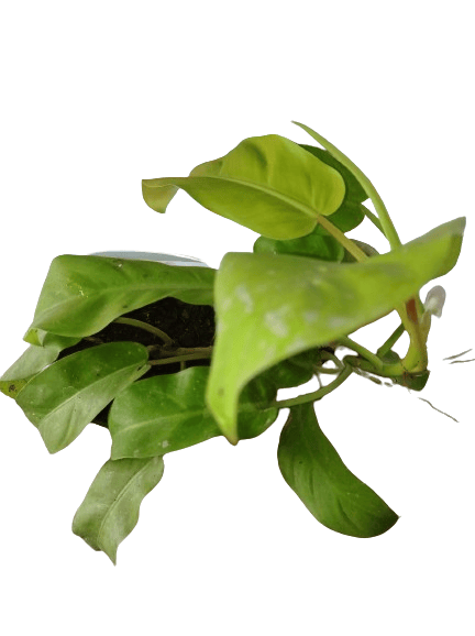 Philodendron Erubescens Gold Natural Live Plant in Pot