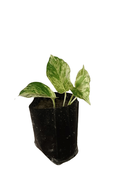 Money Plant