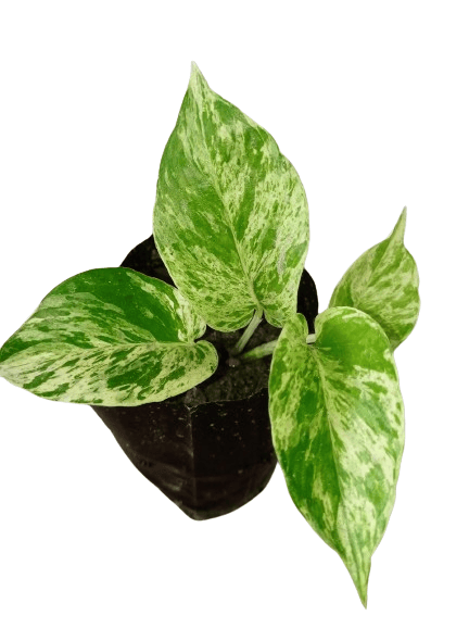 Money Plant
