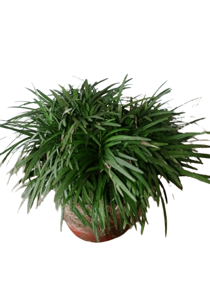 Grass Outdoor Lawn Garden Grass Plant