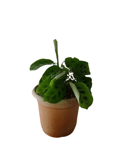 Calathea Leuconeura Plant