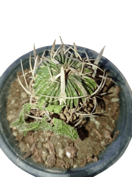 Multicostatus Cactus Plant