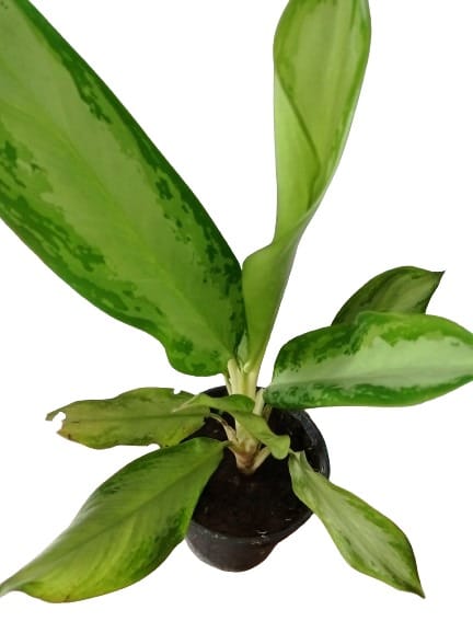 Aglaonema Plant with Black Round Pot Plant For indoor & outdoor